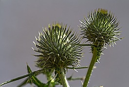 蓟,野草,刺