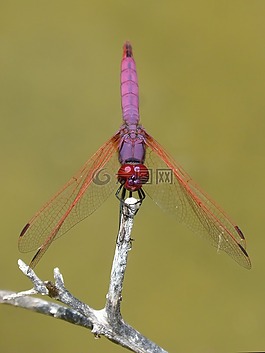 红蜻蜓,管喝醉,菇trithemis