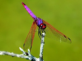红蜻蜓,管喝醉,菇trithemis