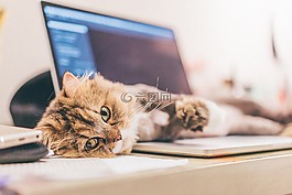 cat,lie down,cute