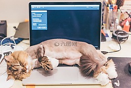 cat,lie down,cute