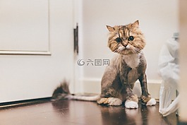cat,looking,cute