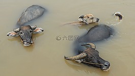 水牛,动物,游泳