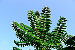 蕨类,蕨菜,厂