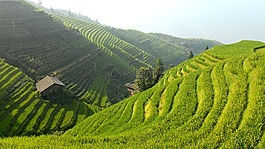 中国,水稻梯田,景观