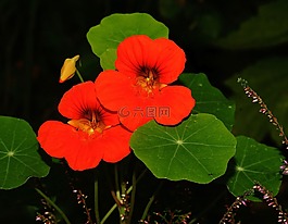 焊菜属的植物,开花,兰克