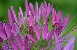 鲜花,紫色小花,性质