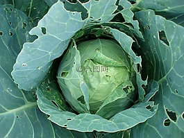 卷心菜,豆芽,植物