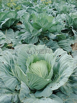 豆芽,卷心菜,植物