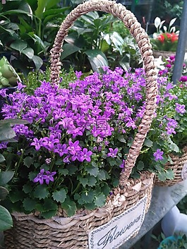 flower,sun,woven rattan