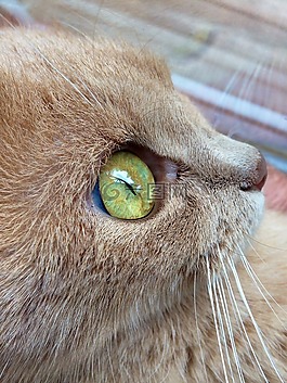 猫,眼,猫眼石