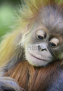 orang 组,婴儿,红色