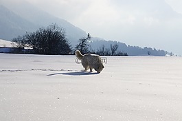 赫斯基,山,萨瓦