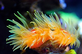 珊瑚,礁,触手