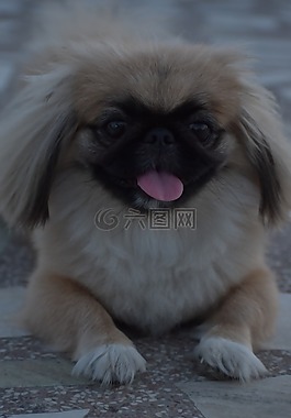 女性的小狗,五颜六色的小哈巴狗,蓬松