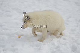 北极,福克斯,动物