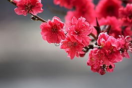 免费的图片,免费,植物