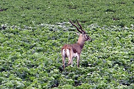 blackbuck,羚羊小 cervicapra,有蹄类动物