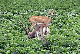 blackbuck,羚羊小 cervicapra,有蹄类动物