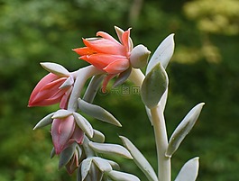 新开,echeveria花,多汁