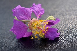 hoa bằng持,紫色的花,花景观