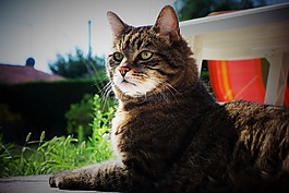 猫,野猫,动物