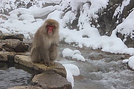 雪猴,猕,日本