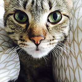小猫,ivy loudomergu,小宝贝小猫