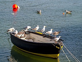 青鱼鸥,海鸥,鸟