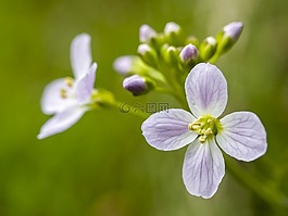 罩衫,花,开花