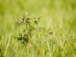 野生胡萝卜,胡萝卜,花