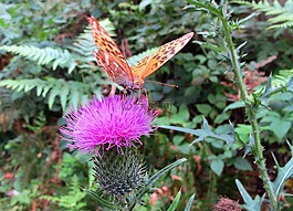 蝴蝶,花,地点