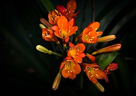 花,灌木,君子兰