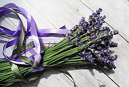 熏衣草,花卉,紫色