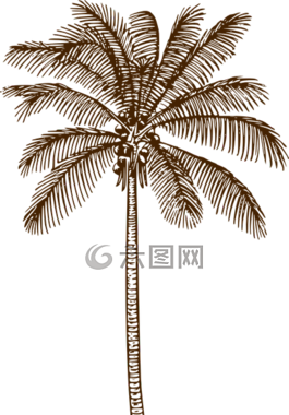 棕榈树,椰子棕榈,棕榈