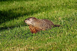 gopher,土拨鼠,鼫