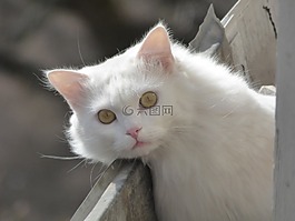 动物,只毛绒绒的猫,白猫