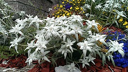 雪绒花,花园,性质