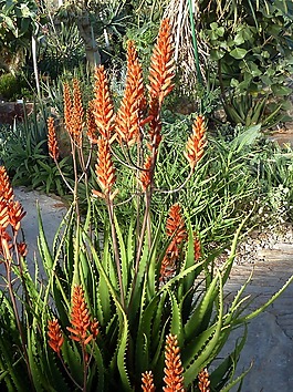 热带,鲜花,植物