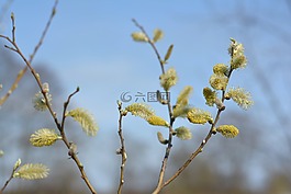 基础,柳树,春