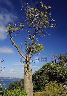 猴面包树,树,植物学