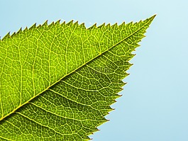 叶子,阳光,植物