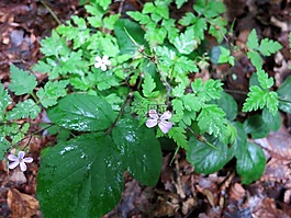 臭 cranesbill,rupprechtskraut,中药