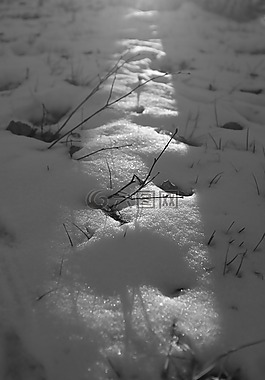 雪,冬季,黑色和白色