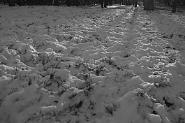 雪,冬季,黑色和白色