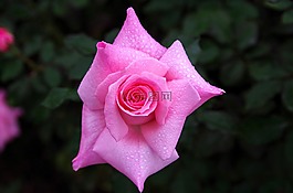 玫瑰,点滴,雨