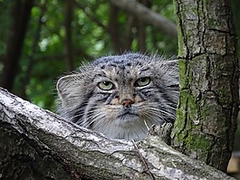 一只野猫,动物园,兽