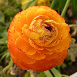 ranunkeln,毛茛,frühlingsblüher