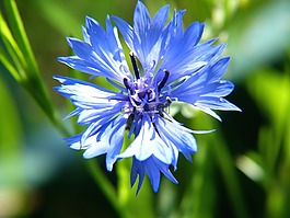 花,蓝色,蓝色花