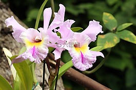 兰花,东方花,花室